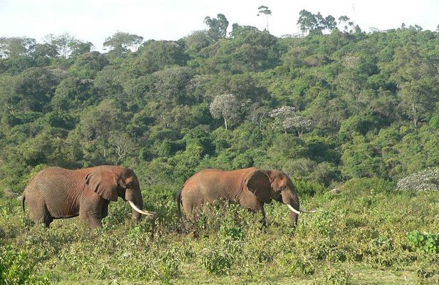 Overnight Safari To Aberdare National Park From Nairobi