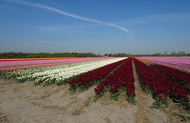 4 hours private tour to the famous colourfull flower fields from Amsterdam