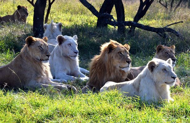 Safari & PheZulu Village Day Tour from Durban