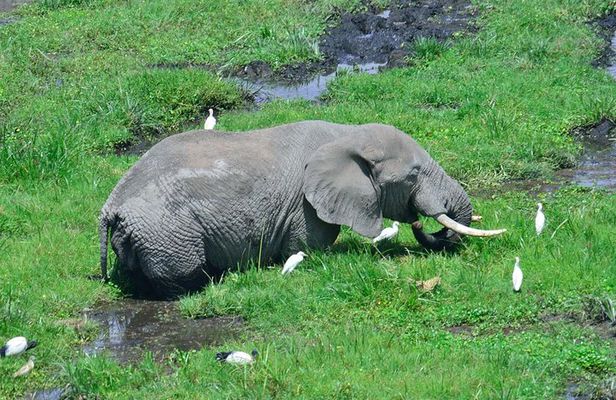 Overnight tour to Amboseli National park
