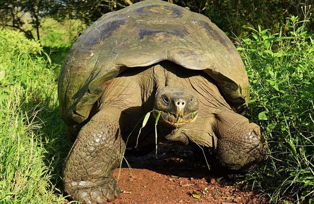 7-Day The Best of Galapagos Adventure