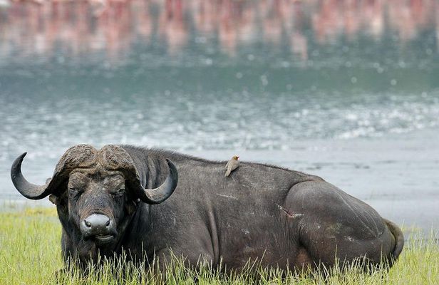 Lake Nakuru National Park - Day Trip (With Park Fees)