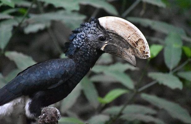 6 Days: Mid Range Safari To (tarangire,manyara, Ngorongoro And Serengeti)