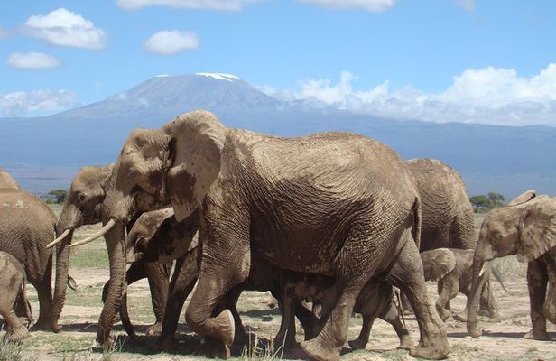 1-Day Amboseli Safari
