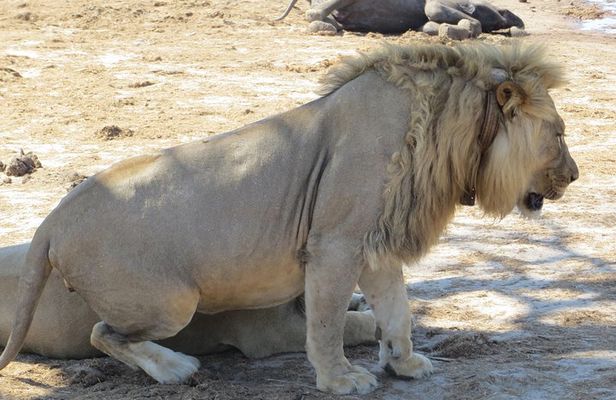 Hwange 2 Nights Bush Camping and Safaris