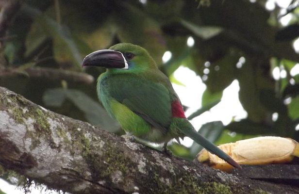 Mindo Cloud Forest (PRIVATE Day Trip from Quito)