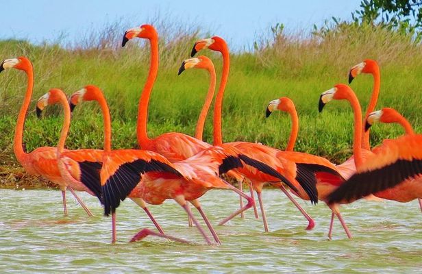 Las Coloradas