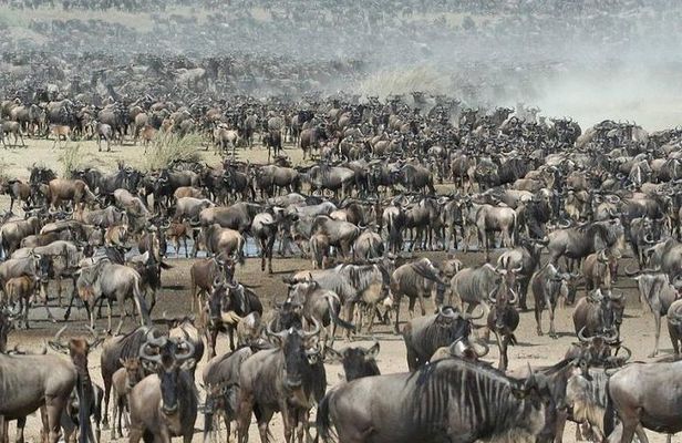 5 Days Mid-range Safari Serengeti, Ngorongoro, lake Manyara and Tarangire