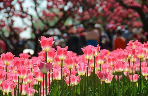 Private Garden Tour: The Summer Palace and Beijing Botanical Garden