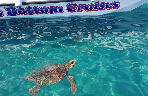 Cruise to turtle's island and caves with a glass bottom boat