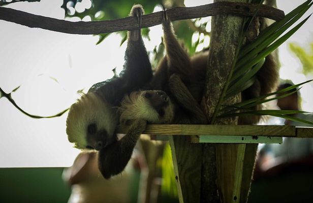 Gamboa Aerial Tram and Sloth Sanctuary