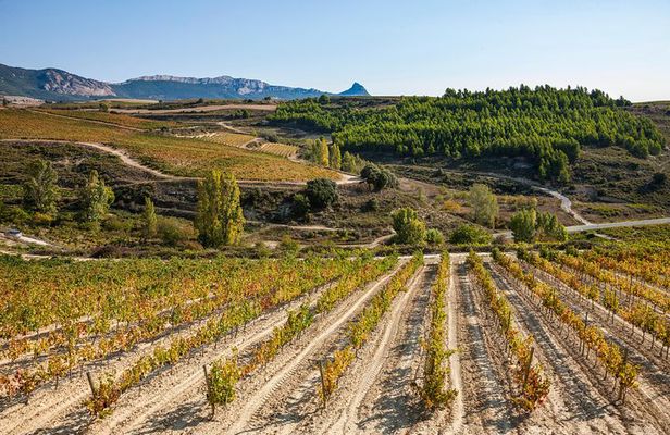 Rioja Wine Tour: wineries and Laguardia from San Sebastian