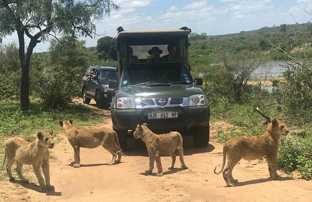 Morning Safari in Kruger National Park from Hazyview (AM KNP)