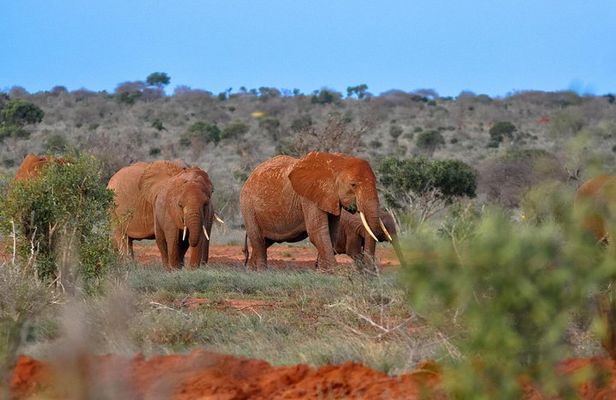 1-Day Tsavo East Safari From Mombasa