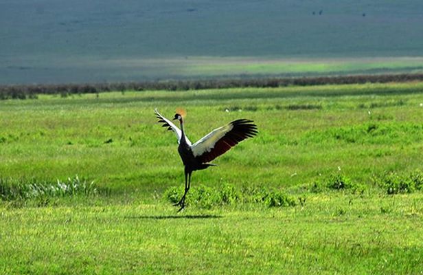 6 Days: Tanzania Classic Budget Camping And Culture.