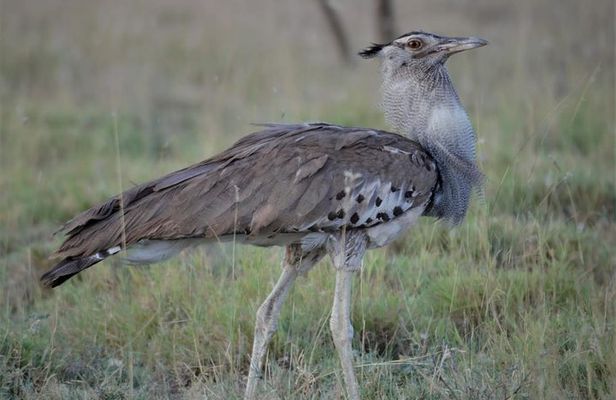 Private 2 Days Safari, Nature, to Awash National Park 