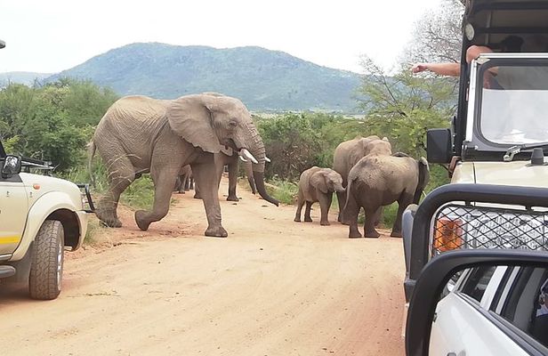 Pilanesberg Safari 3 Days 4 Star Private