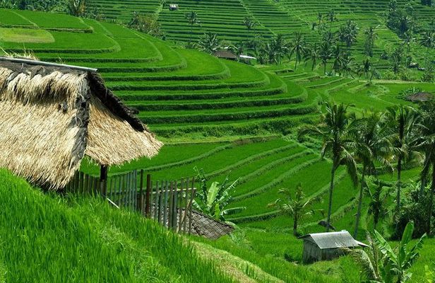 Private Jatiluwih Rice Terraces Heritage Site and Culture Tour