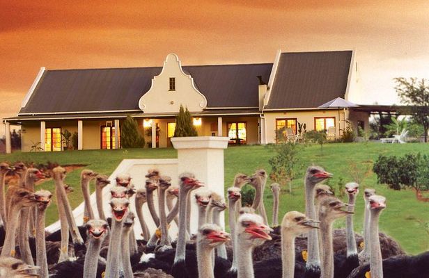4 Day Garden Route Meander Safari Tour with Private Transfers