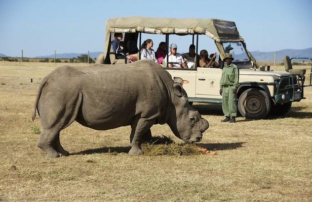 Day trip to Ol Pejeta conservancy from Nairobi