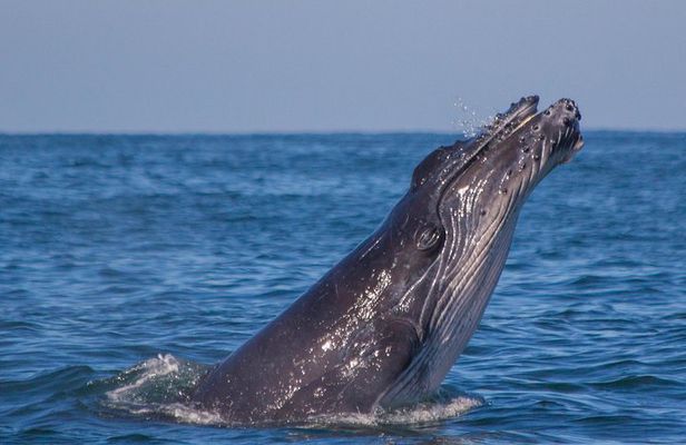 Whale Encounter Puerto Vallarta