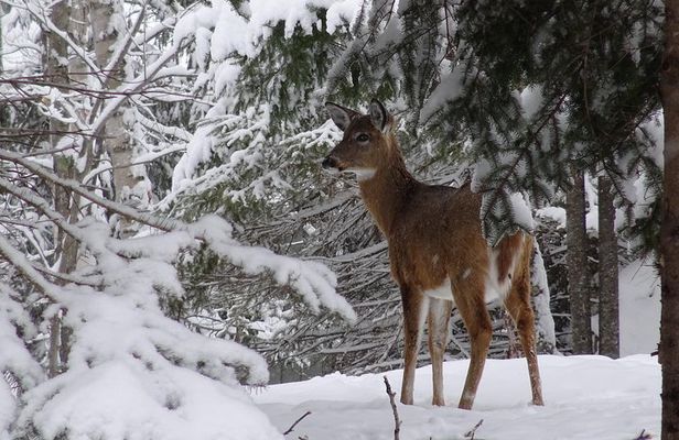 Fire Man Guided Snowshoe Tour in Mont-Tremblant