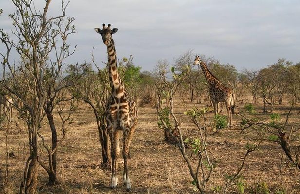 MIKUMI NATIONAL PARK - 3 Days