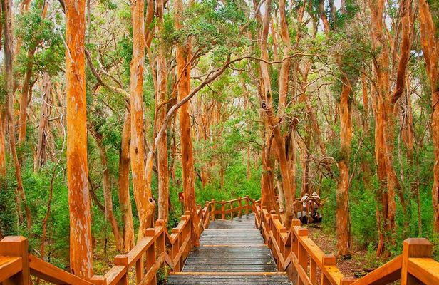 Nahuel Huapi Lake Cruise with Victoria Island and Arrayan Forest Walk