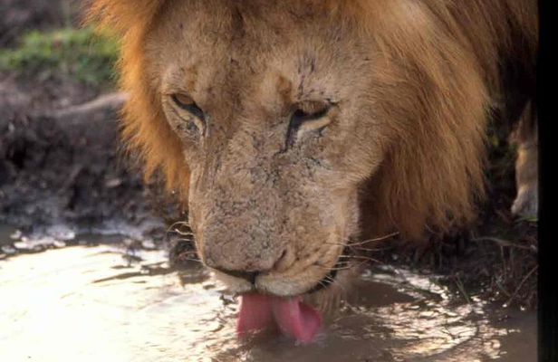 Tanzania 4 Days 3 Nights Budget camping safari to Serengeti and Ngorongoro