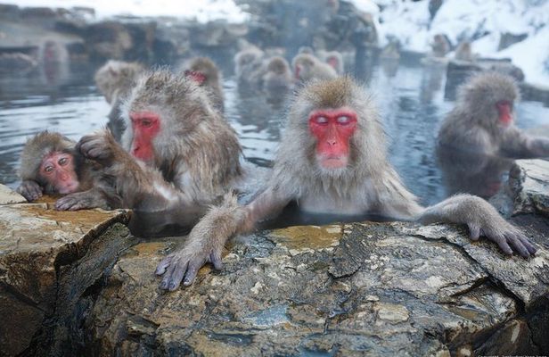 Full Day Snow Monkey Park Tour, From/To Tokyo, 2-12 guests