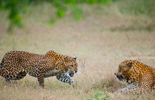 Exclusive : Overnight Leopard Safari with Luxury Glamping