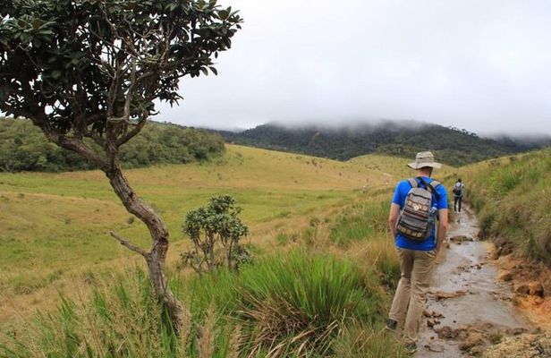 Nuwara Eliya: All Inclusive Horton Plains & Tea Plucking Day Trip