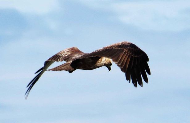 Bird Watching Tour at Muthurajawela