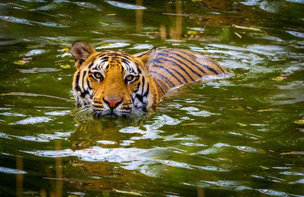 Private 2 Nights Short Escape To Jim Corbett