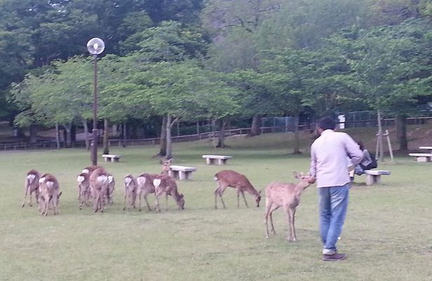 One-Day Walking Tour of Amazing 8th Century Capital Nara