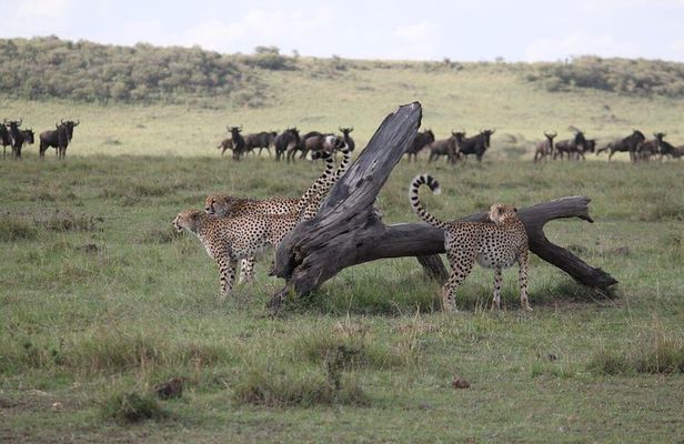 4-Day Nairobi & Maasai Mara Safari 