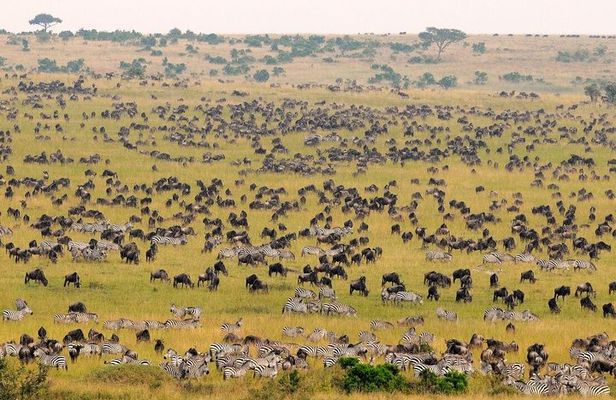 2-Day Maasai Mara Safari