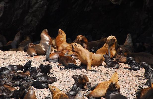 Ballestas Islands Private tour