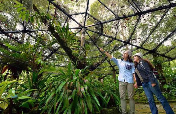 Kinabalu Park Tour with Desa Dairy Farm & Poring Hot Springs