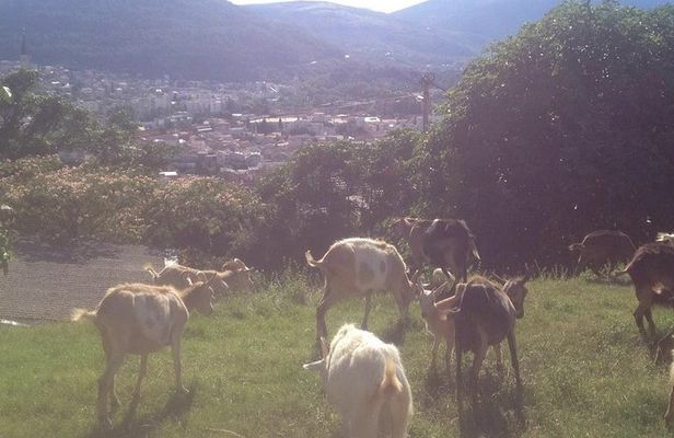 Organic Local Farm 