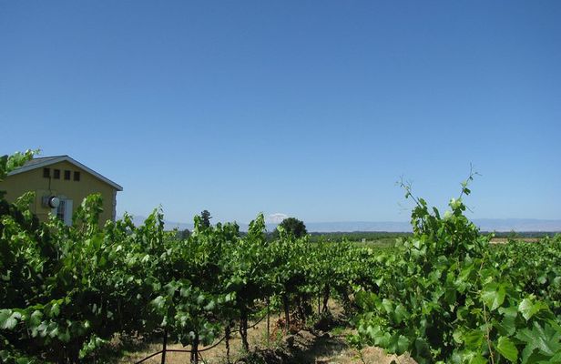 Wine Tasting, Vineyards in Eastern WA from Seattle