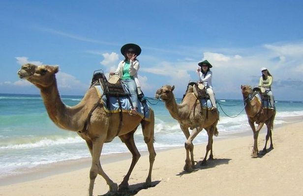 Camel Safari One Hour In White Sand Beach And Uluwatu Temple