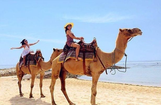 Camel Safari 30 minutes In White Sand Beach 