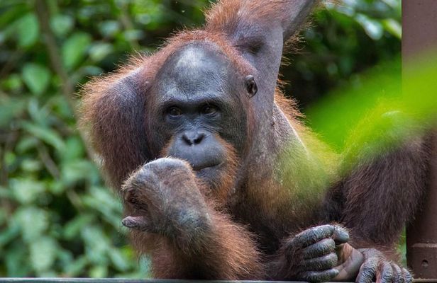 Sepilok Orang Utan, Sun Bear & Sandakan Nature City Tour + Lunch