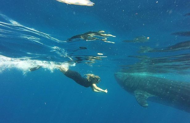Half Day Whale Shark Tour From Tulum