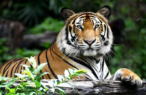 Private 2 Nights Short Escape To Ranthambore.