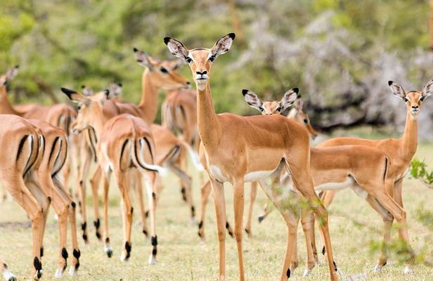 Safari Game Drive & Rhino Walks In The Mosi-oa-Tunya National Park