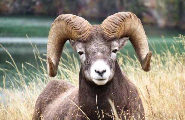 Discover Jasper and its Wildlife