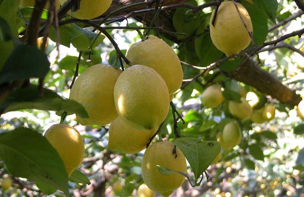 Sorrento Farm and Food Experience including Olive Oil, Limoncello, Wine tasting
