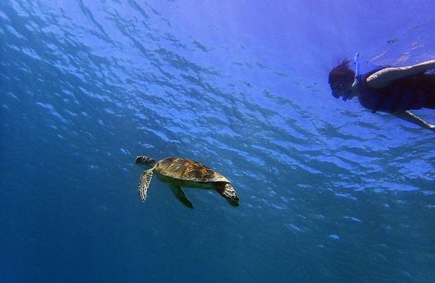 Guam's 5 Star Guided Snorkeling Tour!